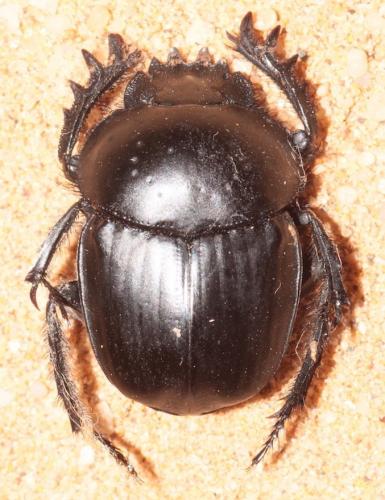 Scarabaeus puncticollis